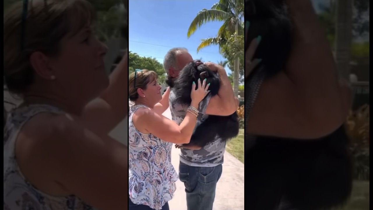 Ape reunites with his foster parents who raised him as a baby🥺❤️❤️