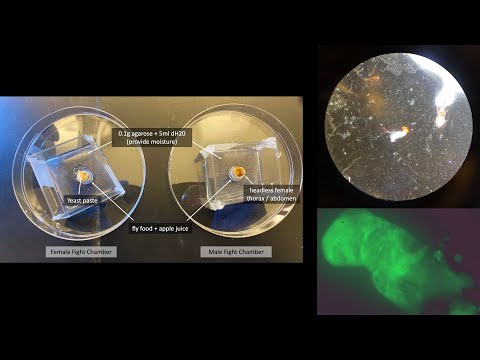 Video: Drosophila Melanogaster Som Modellorganism För Alzheimers Sjukdom