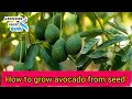 How to grow avocado from seed  | grow avocado in garden