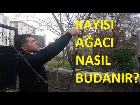 Video: Huş Ağaçlarını Budamak İçin En İyi Zaman - Huş Ağaçlarını Budamak İçin İpuçları