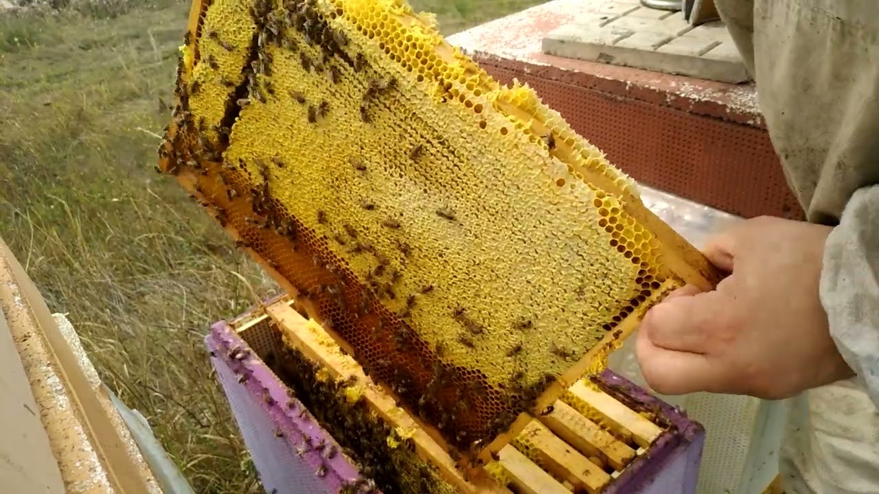 Технология Гращенко. Конец сезона.  Итоги