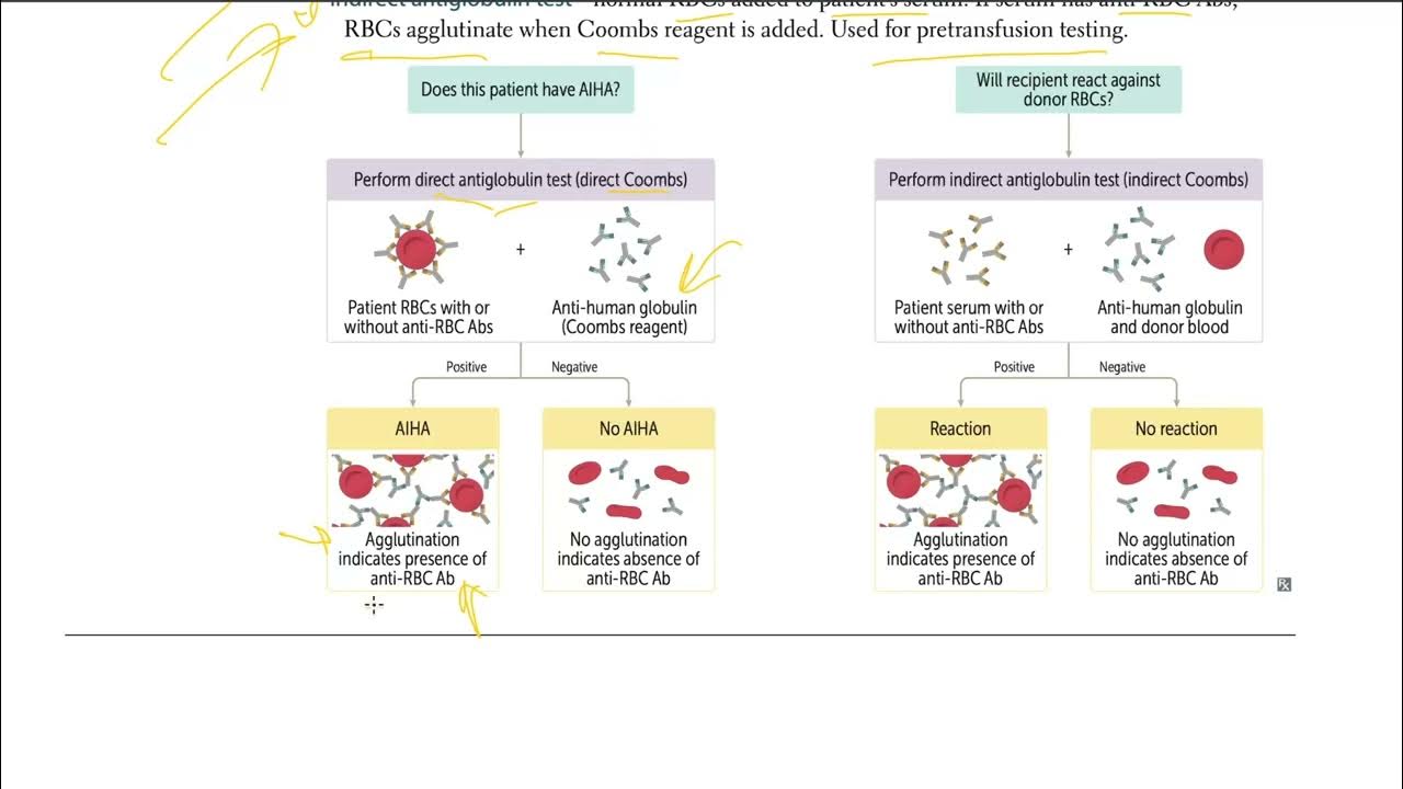 Usmle 6 coombs testing direct and indirect coombs test usmle step