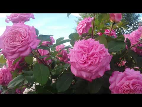 Розы.Цветение красавицы Эшли