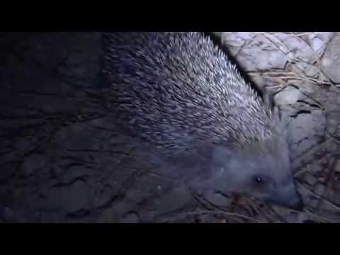 Βίντεο: Γιατί οι σκαντζόχοιροι πέφτουν σε χειμερία νάρκη;