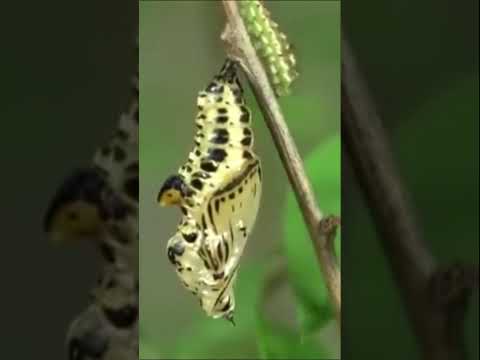 похожие на свою мать #животные #beyondfacts #кино #животные #кино #природа #природа #beyond #animals
