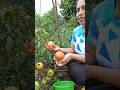 Lo bonito del campo es que Dios siempre bendice nuestras cosechas 🍅🙏