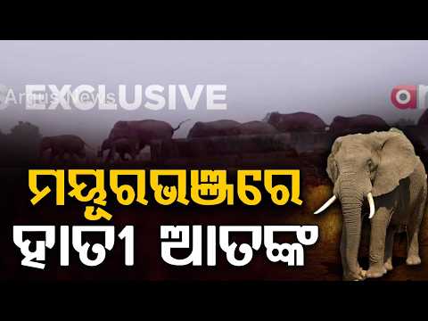 Elephant Terror in Mayurbhanj: Herd of 30+ Elephants Enters Forest | Argus News