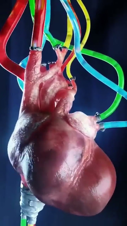 Heartbeat ❤️ #heart #shortsfeed #shorts #viral #trending #short #like #fyp #love