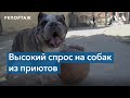 Собаки в выигрыше: повышенный спрос на бездомных питомцев сохраняется уже год