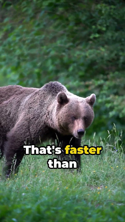 Bear with Us: 5 Unbearable Facts! #shorts