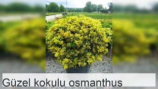 Osmanthus Odorosa Yetiştirme Rehberi