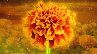 Marigold | June 5th Information