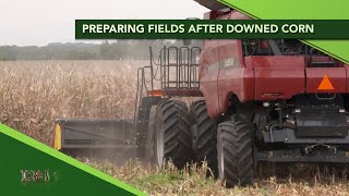 Iron Talk #1123 Preparing fields after downed corn (From Ag PhD #1123 10/13/19)
