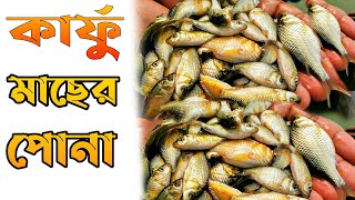 কার্ফু মাছের পোনা | কার্পু মাছের পোনা | কার্ফু মাছের পোনা কোথায় পাওয়া যায়