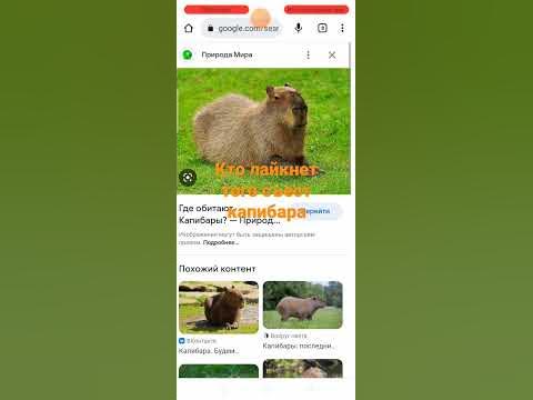 капибара - YouTube