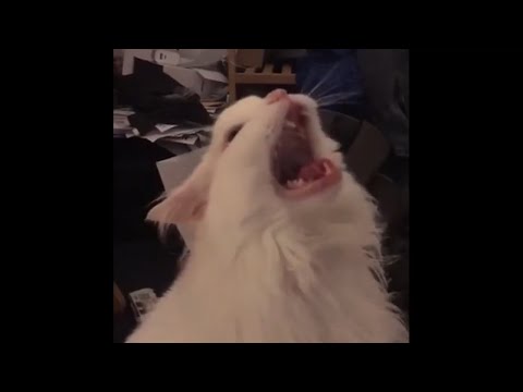 Thurston Waffles be singing