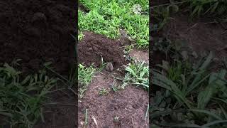 Gophers are cute