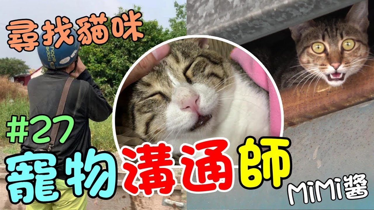 『寵物溝通師』協尋失蹤的貓咪！傳心術-尋貓紀錄(上) MiMi醬 Cat Story#27
