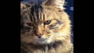 Poor dog 🥺💔 #dogvideos #dogviral #poordog #poor #sadvideo #sadcat #sad #cat #viralvideo #fypシ゚viral