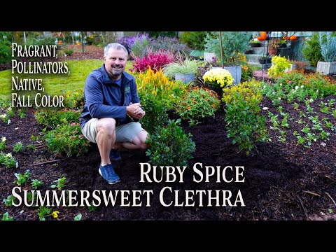 All About Ruby Spice Clethra - Awesome Four Season Plant - Summersweet
