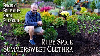 All About Ruby Spice Clethra  Awesome Four Season Plant  Summersweet