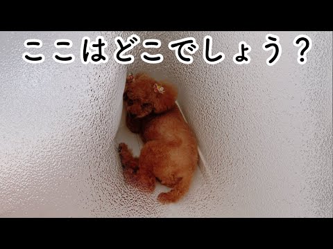 Taruちゃん、そんなところで寛がないでー😂甘え方が可愛い…♥️トイプードルのTaruto＆Rasuku
