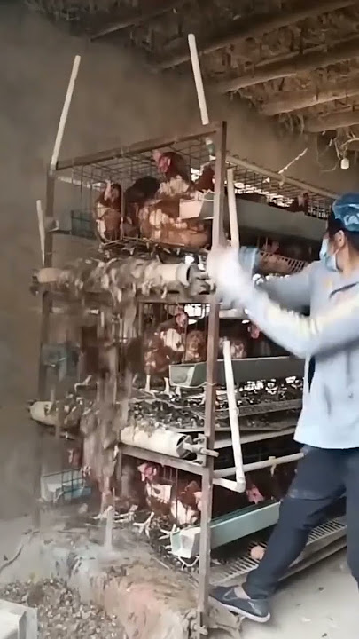 Download lagu beginilah teknik cerdas membersihkan kotoran ayam petelor #shorts #ayampetelur #peternakan #share