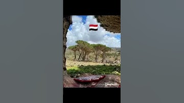 #جزيرة_سقطرى #اليمن #اكسبلور #الجزائر #سورة_الضحى