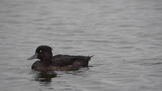 MNHP211 - short sequence at swanpool