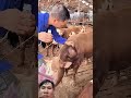 xử lý vết thương cho bò #hoanganreaction #viral2026 #animals
