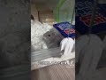 網タイプからガラスタイプに戻してみた結果 #ハムスター #ハムスターのいる生活 #hamster #animal #動物