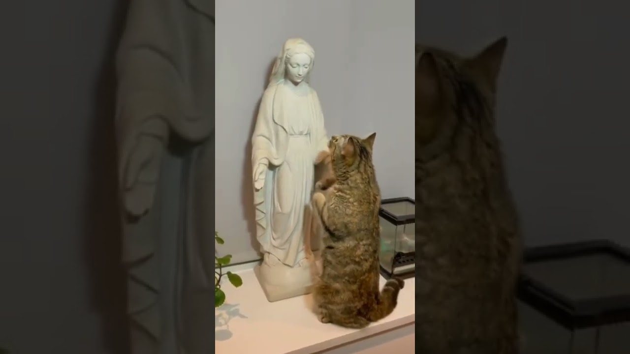 How would you describe this video 