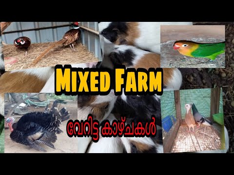 Mixed farm/ birds and animals in farm/ഇവിടെ എല്ലാം ഉണ്ട്/മുയൽ/കാട/ടർക്കി/താറാവ്/ഗിനി/പ്രാവ് /കോഴി.