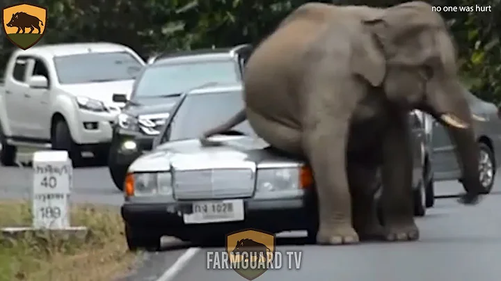 Tragic! Terrifying Moments When Invasive Species Were Electrocuted on the Farm