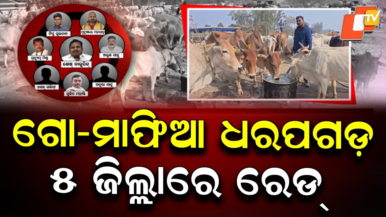 Major Crackdown on Cow Smuggling Mafia, Raids Across 5 Odisha Districts