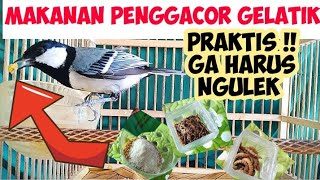 MAKANAN GELATIK BATU AGAR GELATIK BATU CEPAT GACOR