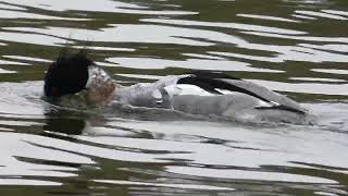 Red Breasted Merganser.