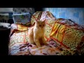 Кошка любит русский рок.