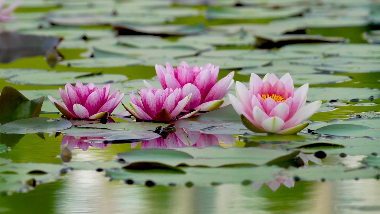 Pink Lotus Serenity – 1 Hour Nature Ambience