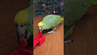 Развивающая игрушка #parrot #попугай #амазон #домашниеживотные #pets #love #дрессировка #мозг #игра