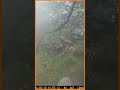 Camoscio alpino nella foschia Maggio 2026 - Alpine chamois in the mist May 2026#shorts
