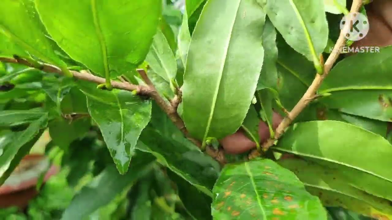 Sử dụng phân bón HVP tưới cho mai có tốt không. (13/7 âm lịch)