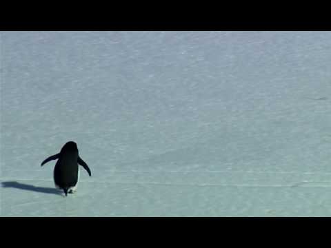 Nihilist Penguin (Werner Herzog)