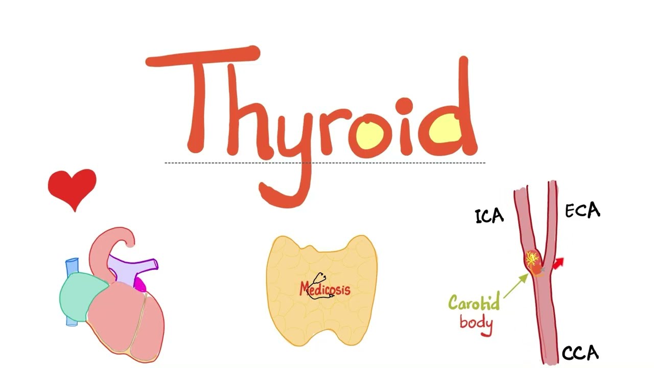 Thyroid Blood Supply - Thyroid Vessels - Thyroid Arteries (Superior & Inferior Thyroid Arteries)