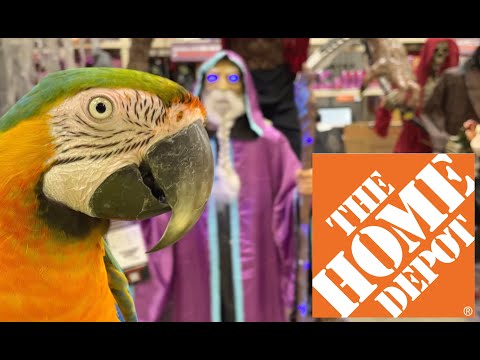 MY MACAWS REACTION TO SCARY HOME DEPOT DECORATIONS! Carolin von Petzholdt