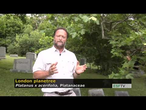 Video: Plane Tree Information - Hvad er London Plane Tree-dyrkningsbetingelser