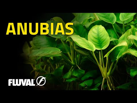 فيديو: Anubias المقايضة: الأنواع والمحتوى