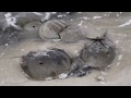Spawning Horseshoe Crabs in the Delaware Estuary - America for Kids!