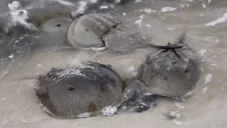 Spawning Horseshoe Crabs in the Delaware Estuary - America for Kids!