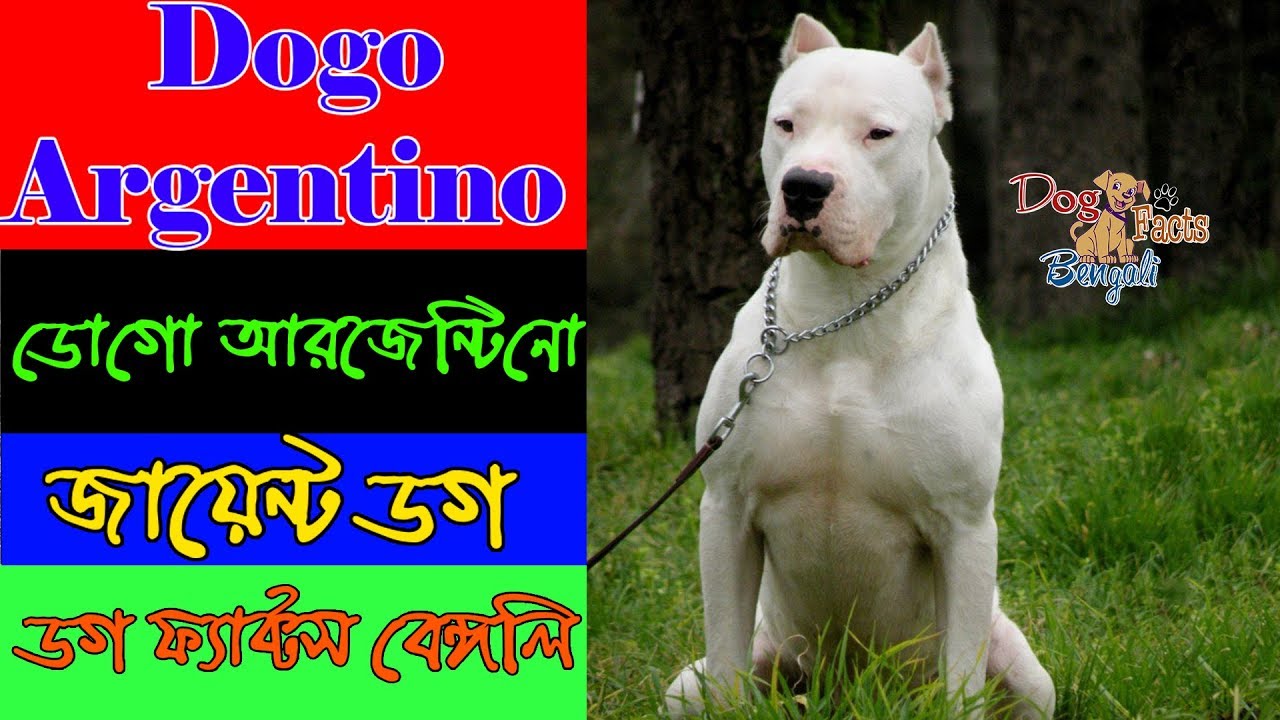 Dogo Argentino facts in Bengali Giant dog breed dog and pets Dog